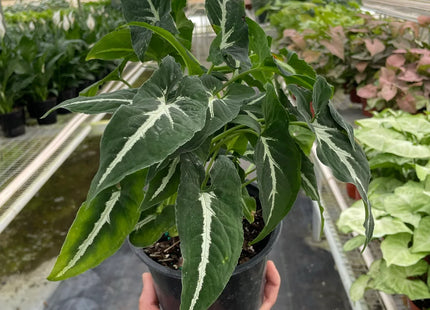 Syngonium wendlandii 'Black Velvet'