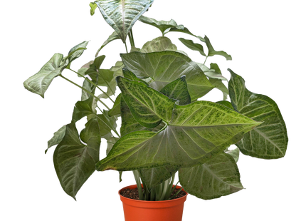 Syngonium 'Confetti'