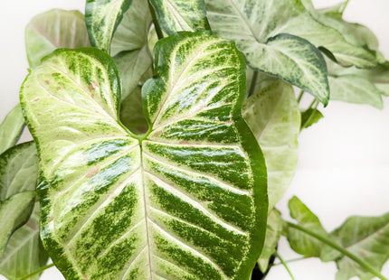 Syngonium 'Confetti'