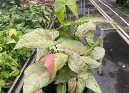 Syngonium 'Confetti'