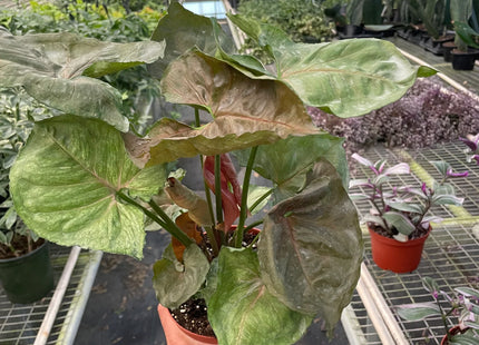 Syngonium Merry