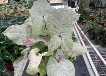 Syngonium 'Milk Confetti'