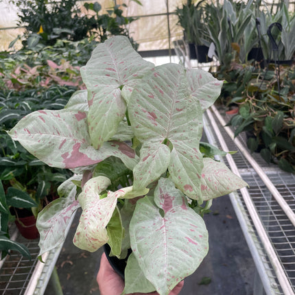 Syngonium 'Milk Confetti'