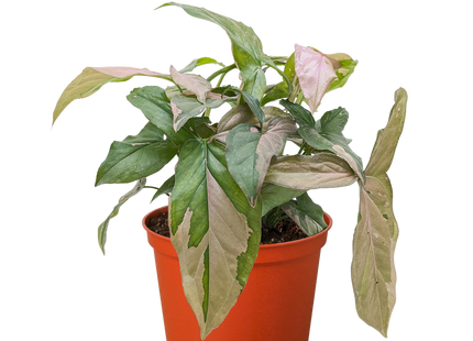 Syngonium 'Pink Splash' - 4" Pot