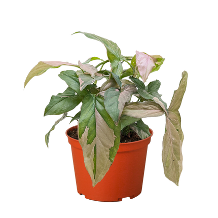 Syngonium 'Pink Splash' - 4" Pot