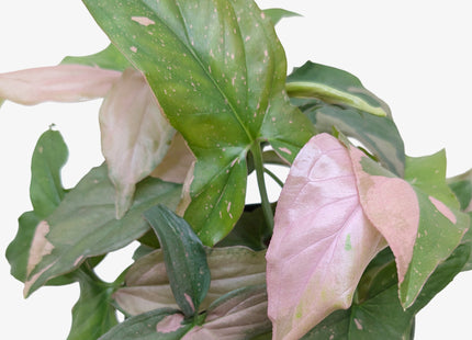 Syngonium 'Pink Splash' - 4" Pot