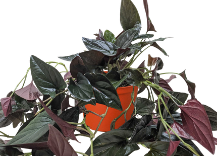 Syngonium 'Red Arrow'