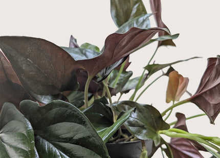 Syngonium 'Red Arrow'
