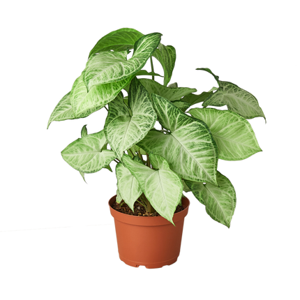 Syngonium White Butterfly