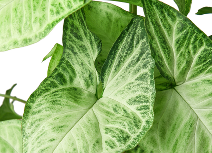 Syngonium White Butterfly