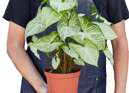 Syngonium White Butterfly