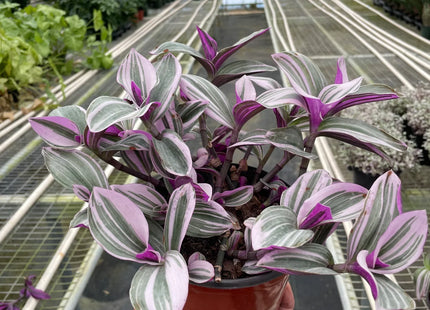 Tradescantia 'Nanouk'