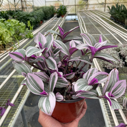 Tradescantia 'Nanouk'
