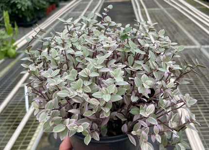 Tradescantia Callisia 'Pink Panther'