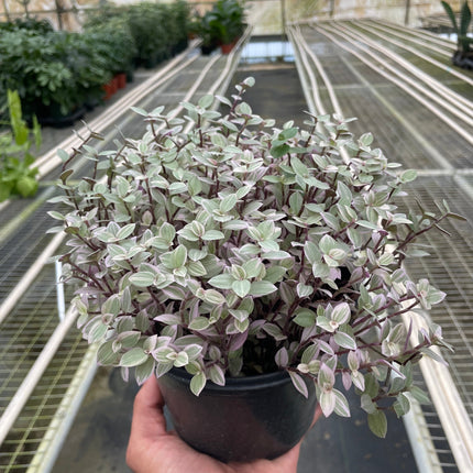 Tradescantia Callisia 'Pink Panther' | Live Plant for Indoor & Outdoor | House Plant Decor