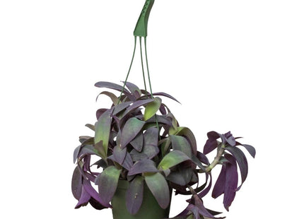 Tradescantia Purple Heart