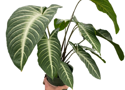 Xanthosoma 'Lendenii'