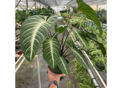 Xanthosoma 'Lendenii'