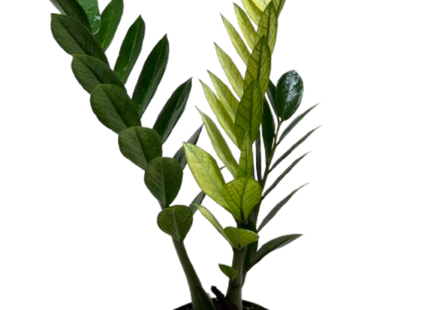 Zamioculcas 'Chameleon'