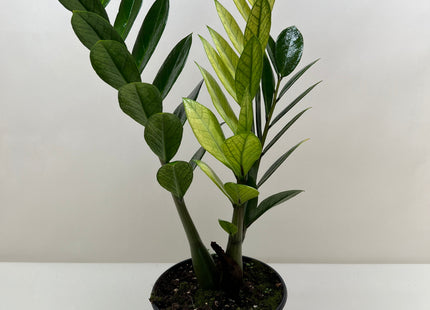 Zamioculcas 'Chameleon'