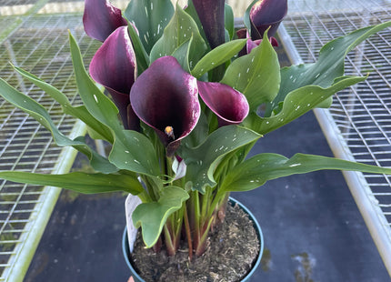 Calla Lily