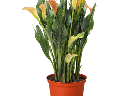 Calla Lily