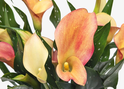 Calla Lily