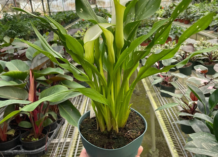Calla Lily