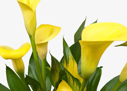 Calla Lily