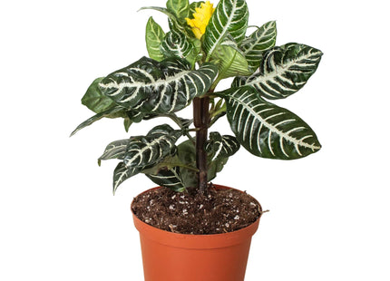 Zebra 'Aphelandra'