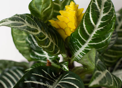 Zebra 'Aphelandra'