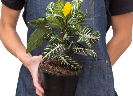 Zebra 'Aphelandra'