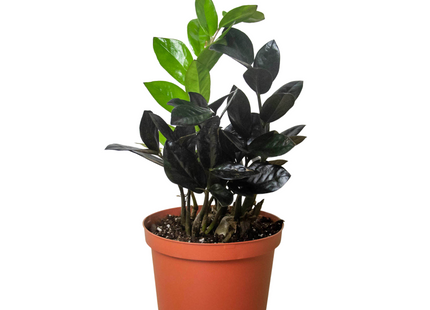 ZZ Zamioculcas 'Black Queen'