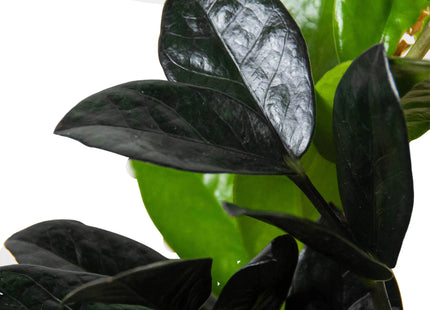 ZZ Zamioculcas 'Black Queen'