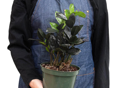 ZZ Zamioculcas 'Black Queen'