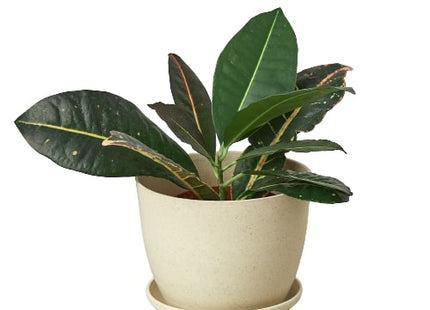 Plant Fiber Pot - 6 Inch
