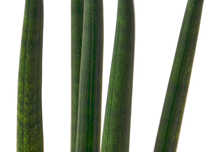 Snake Plant Cylindrica