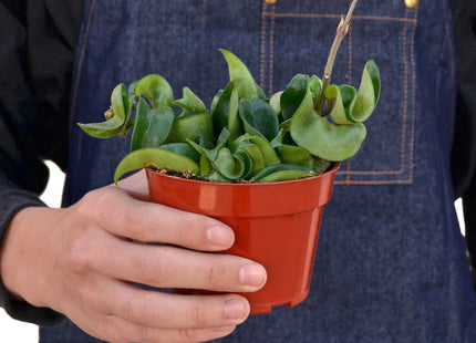 Hoya Rope Plant