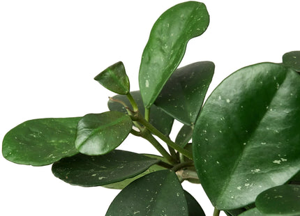 Hoya Obovata