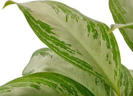 Chinese Evergreen 'Silver Bay'