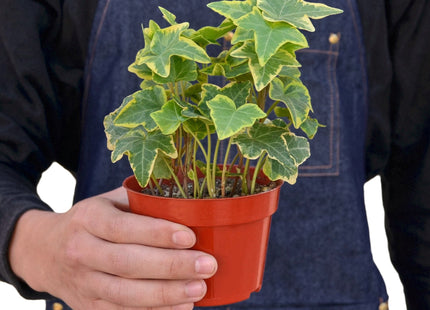 English Ivy Gold Child