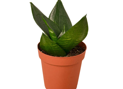 Snake Plant Jade