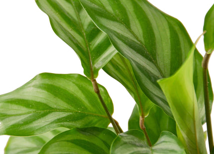 Calathea Concinna 'Freddie'