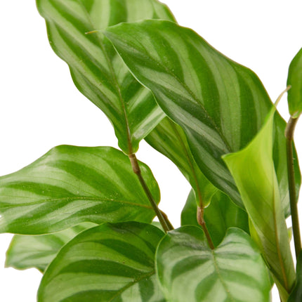 Calathea Concinna 'Freddie'