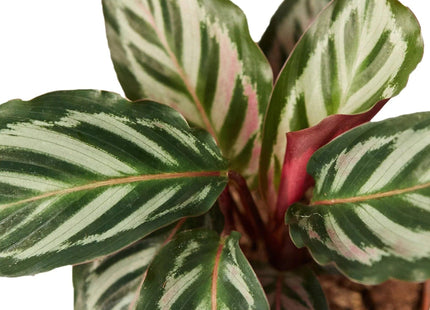 Calathea 'Peacock'