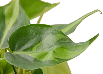 Philodendron 'Brasil'