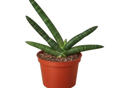 Snake Plant Starfish