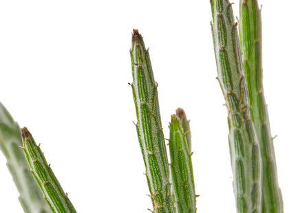 Senecio Stapeliiformis Pickle Plant