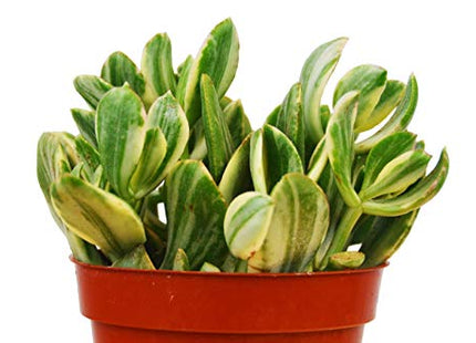 Crassula Ovata 'Variegated Jade' Succulent - 4" Pot