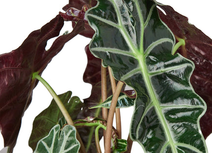 Alocasia Polly 'African Mask'